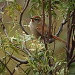 Rusty-fronted Canastero / Asthenes ottonis