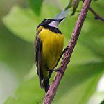 Vanikoro Whistler / Pachycephala vanikorensis