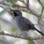 Стройная муравьеловка / Rhopornis ardesiacus