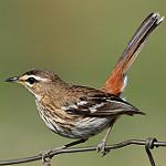 Белокрылый тугайный соловей / Cercotrichas leucophrys