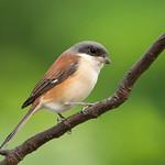 Burmese Shrike / Lanius collurioides