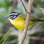 Santa Marta Warbler / Myiothlypis basilica