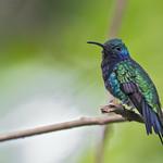 Sapphire-throated Hummingbird / Chrysuronia coeruleogularis