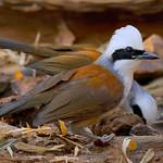 White-crested Laughingthrush / Garrulax leucolophus