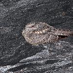 Pygmy Nightjar / Nyctipolus hirundinaceus