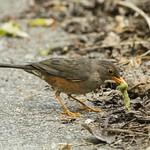 Turdus erythropleurus