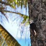 White Woodpecker / Melanerpes candidus