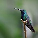 Jamaican Mango / Anthracothorax mango