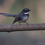 White-spotted Fantail / Rhipidura albogularis