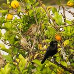 Bronze-brown Cowbird / Molothrus armenti