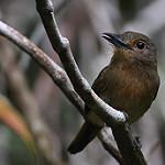 Brown Nunlet / Nonnula brunnea