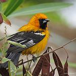 Золотистый трупиал / Icterus auratus