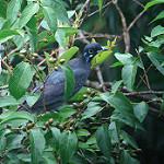 Bare-necked Fruitcrow / Gymnoderus foetidus