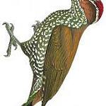 Буроухий дятел / Pardipicus caroli