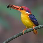Black-backed Dwarf Kingfisher / Ceyx erithaca