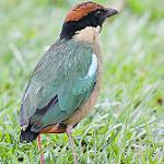 Крикливая питта / Pitta versicolor