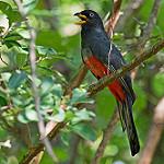 Белоглазый трогон / Trogon mesurus