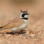 Сахарский жаворонок / Eremophila bilopha