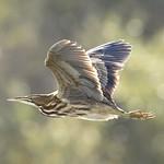 American Bittern / Botaurus lentiginosus
