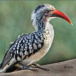 Красноклювый токо / Tockus erythrorhynchus