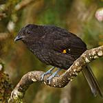 Папуанский садовник / Archboldia papuensis