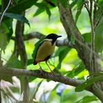 Pitta concinna
