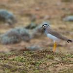 Пестрогрудый чибис / Vanellus melanocephalus