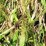 Black-billed Seed Finch / Sporophila atrirostris