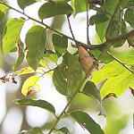 Белобрюхий апалис / Apalis rufogularis