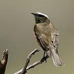 Скальная тираннита / Ochthoeca oenanthoides