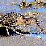 Длинноклювый пастушок / Rallus longirostris