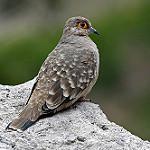 Гологлазая земляная горлица / Metriopelia ceciliae