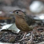 Бурошапочная тимелия-говорушка / Pellorneum fuscocapillus