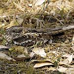 Узкохвостый козодой / Caprimulgus clarus