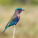 Indochinese Roller / Coracias affinis