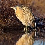 Eurasian Bittern / Botaurus stellaris