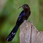 Саблеклювый древесный удод / Rhinopomastus cyanomelas