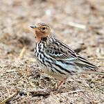 Краснозобый конёк / Anthus cervinus
