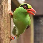 Javan Green Magpie / Cissa thalassina