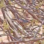 Cinderella Waxbill / Glaucestrilda thomensis