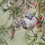Striped Honeyeater / Plectorhyncha lanceolata