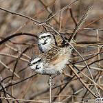 Grey Grasswren / Amytornis barbatus