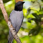 Madagascar Cuckooshrike / Ceblepyris cinereus