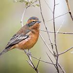 Cinnamon Warbling Finch / Poospiza ornata