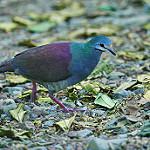 Костариканская перепелиная горлица / Zentrygon costaricensis