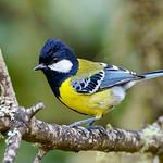 Green-backed Tit / Parus monticolus