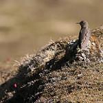 Olivaceous Thornbill / Chalcostigma olivaceum