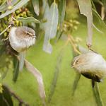 Weebill / Smicrornis brevirostris