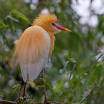 Египетская цапля / Ardea ibis