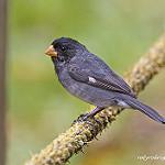 Аспидный просяночник / Sporophila schistacea